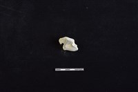 藏品(陶片)的圖片